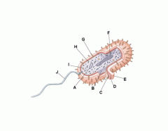 1. Bacteria Cell Anatomy