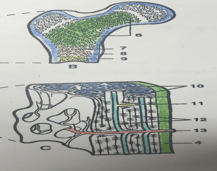 structure of bone Quiz