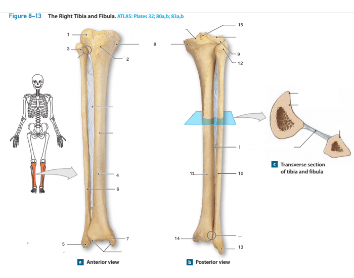 Tibia - Do you know your Tibia - Part IX: Where is Snoopy?