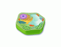 PHMS Plant Cell 