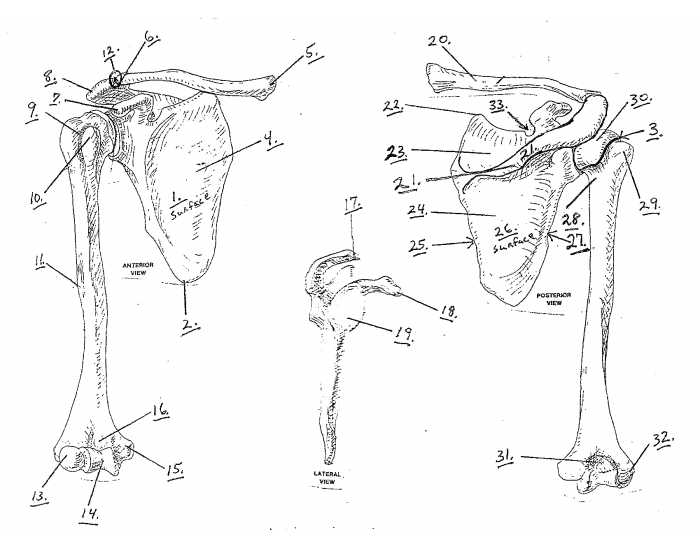 upper-arm-bone-and-marking-matching-quiz