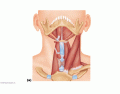 Muscles of the neck and throat - KKNAPP 2016