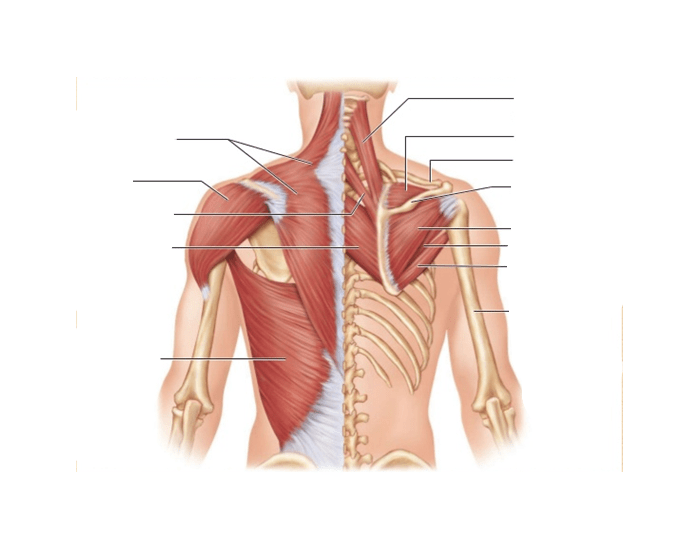 Back Muscles Labeled  Muscle anatomy, Back muscles, Shoulder press