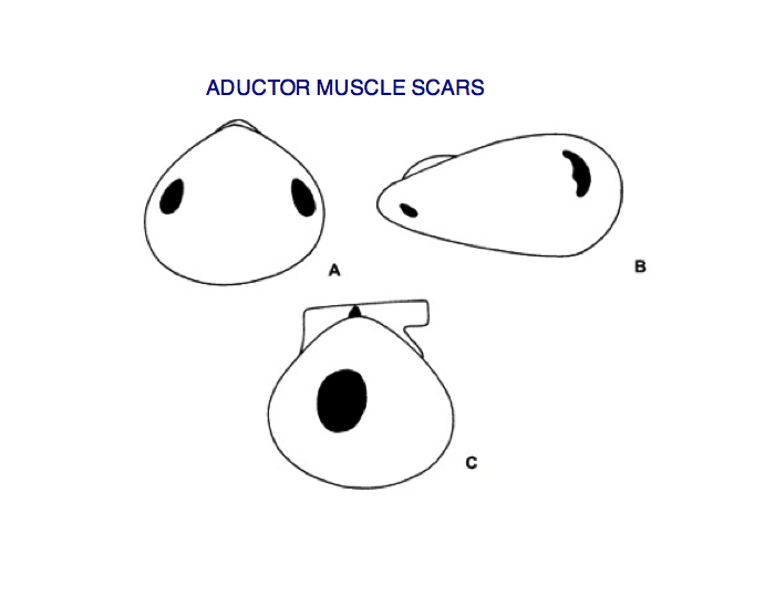 Types of adductor muscle scars in bivalves — Printable Worksheet