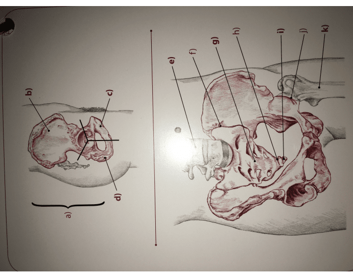 pelvis-landmarks-1-printable-worksheet