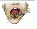 Oral glands etc
