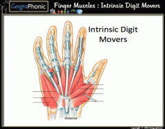 Finger Muscles : Intrinsic Digit Movers