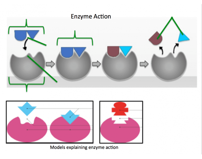 Unveiling the Unsung Heroes – Naming the Enzymes Illustrated in Model 1