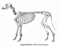 Axial Skeleton Canine