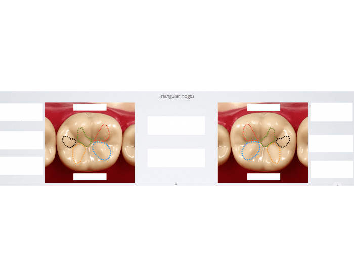 tooth anatomy, ridges Quiz