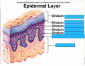 Layers of the Epidermis pt II