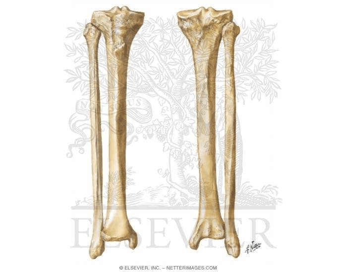 Tibia And Fibula Unlabeled