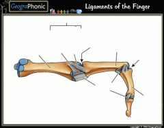 Ligaments of the finger