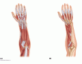 Posterior forearm muscles - KKNAPP 2016
