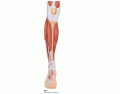 Muscles of the anterior calf - KKNAPP 2016