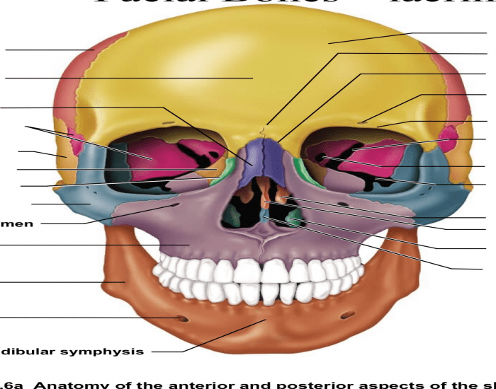 Frontal Cranium Quiz