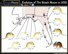 Evolution of the Beach Mouse in Southe Eastern USA