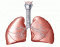 Respiratory system- holly