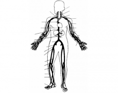 Main Veins of the Human body