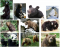 Bears (Animals Series)
