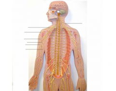 Match the terms to the spinal nerves