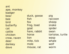 Animal Adjectives