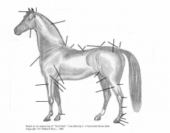 Horse Terminology