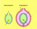 Plant Ovules