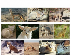 Foxes   (Animals Series)