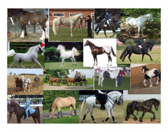 Well Known Horse Breeds