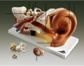Match the terms to the human ear