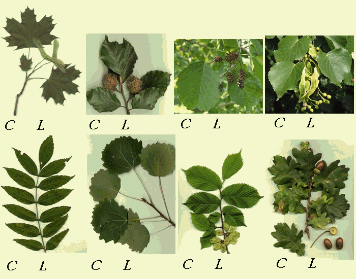 Tree Latin Names European Trees in Latin Quiz