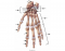 Hand Bones - Anterior