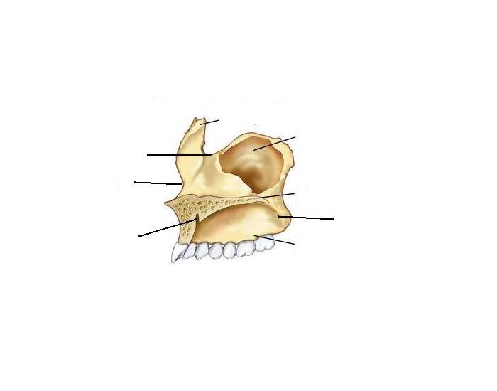Maxilla Labeling Label the medial view of Maxilla — Printable Worksheet