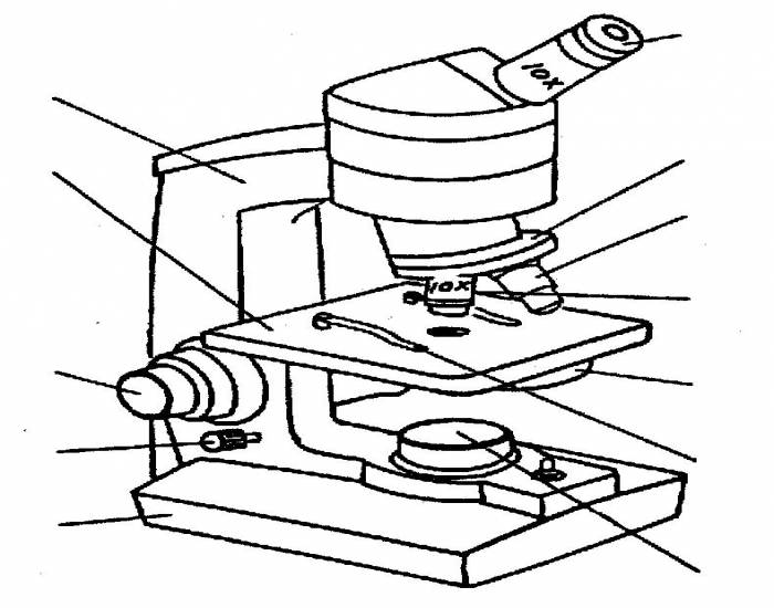 Microscope Labeling Quiz