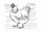 Chicken Anatomy