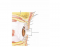 External Eye: Sagittal Section