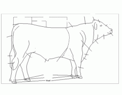 Cow External Parts