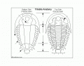 Trilobite Anatomy