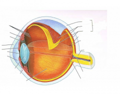 Eye: Diagrammatic View