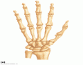Palmar view of the bones of the right hand