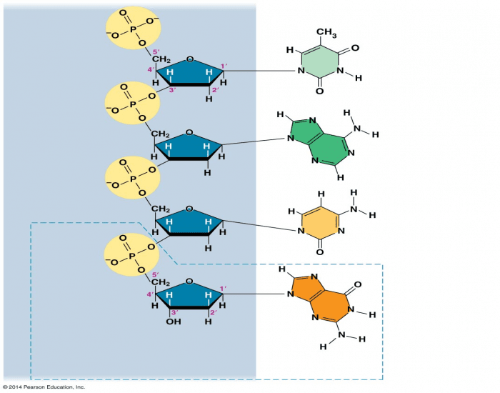 Dna Strans Dtructure The Structure of a DNA Strand Quiz