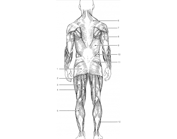 Muscle Quizzes