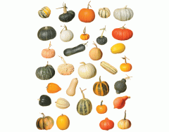 Pumpkins and Squashes (Cucurbita)