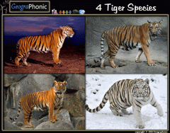 4 Tiger Species