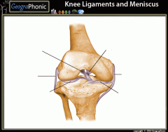 Knee Ligaments and Meniscus (easy)