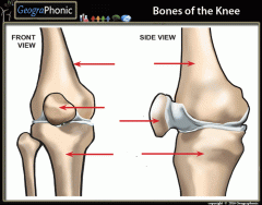 Bones of the Knee (Easy)