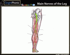 Main Nerves of the Leg