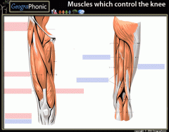Muscles which control the knee