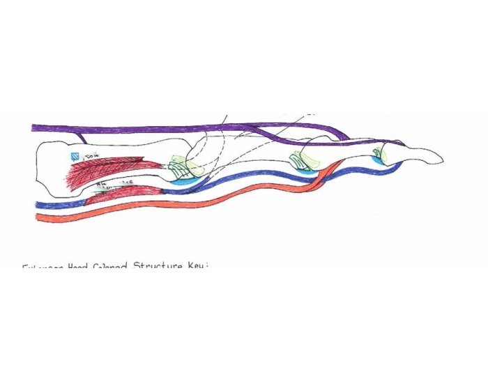 Extensor Hood Function Extensor Hood Quiz